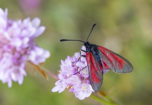 Zygaena sp.